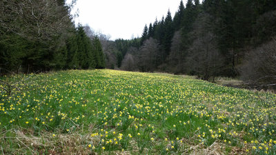 Narzissen am Vormittag