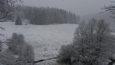 Narzissen am Nachmittag