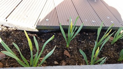 20160505_083156.jpg (5.29 MiB) 21217 mal betrachtet Es dauert nicht mehr lange und die ersten Narzissen zeigen<br />ihre Blütenpracht, ob es für eine weitere Narzissenwanderung<br />reicht, wird man sehn!<br />Ich hab sie bereits in der Baumschule angemeldet und hoffe<br />im nächsten Jahr auf eine korrekte und rechtzeitige Meldung<br />"Hurra, die Narzissen sind da".